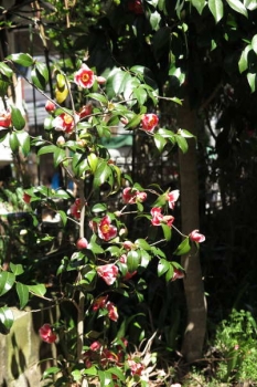 開花の様子