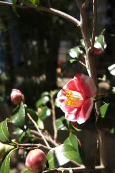 花の様子