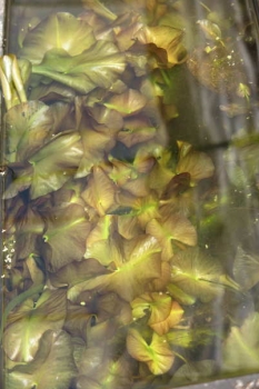 水中葉