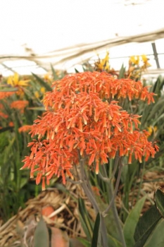橙色花
