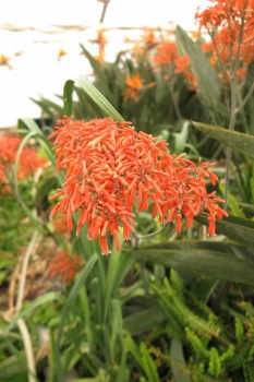 赤色花