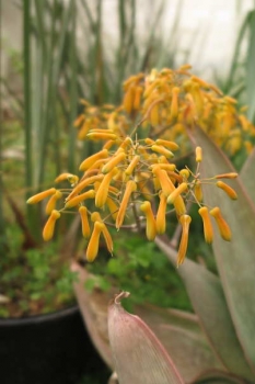 花の様子