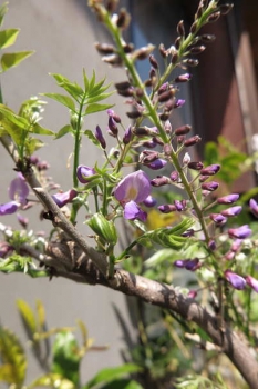 開花の様子
