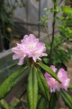 花の様子1