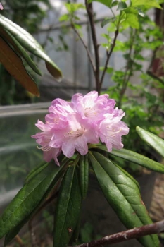 花の様子2