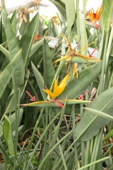 開花の様子