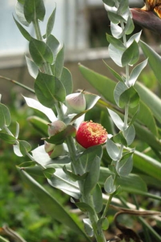 花付きの様子