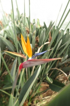 花の様子