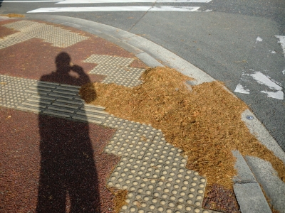 街路樹　落ち葉6