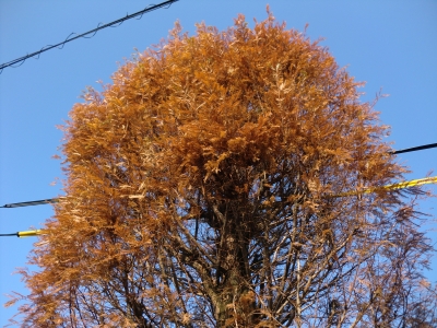 街路樹　スカスカ1
