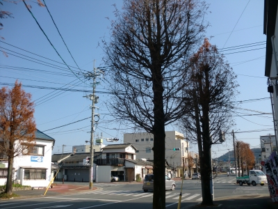 街路樹　スカスカ4