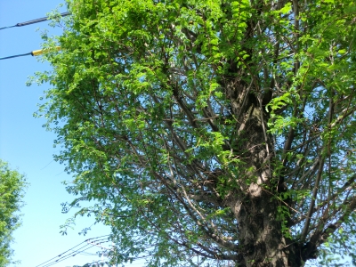 樹の芽2