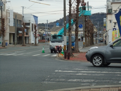 街路樹の選定1