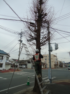 街路樹の選定3