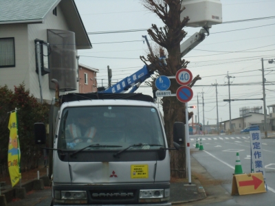 街路樹の選定3