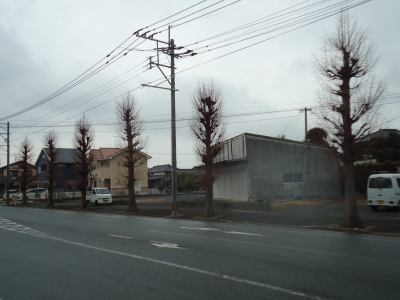 街路樹の選定7