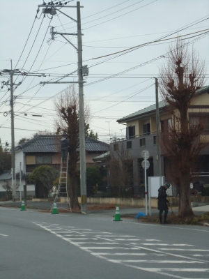 街路樹の選定9