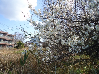 梅の開花1