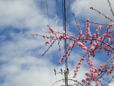 梅の開花8