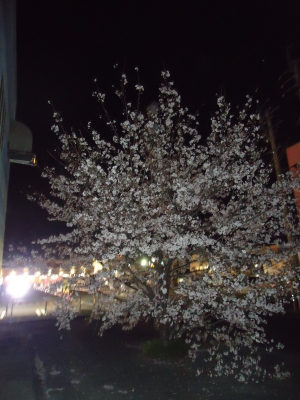 夜桜9