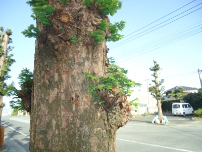 木の芽吹き1