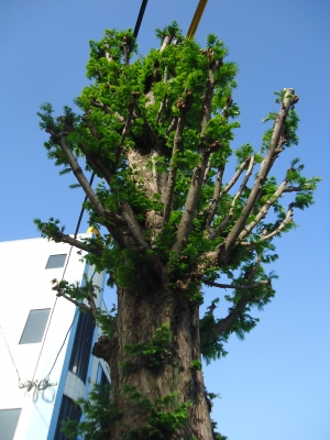 木の芽吹き3