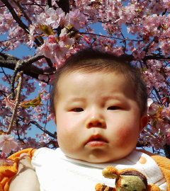真剣に花を見つめています