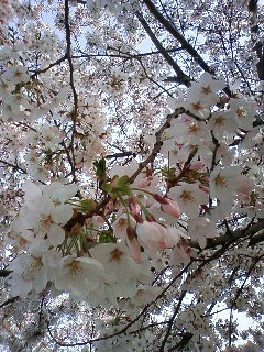 桜が満開です