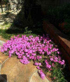 芝桜1