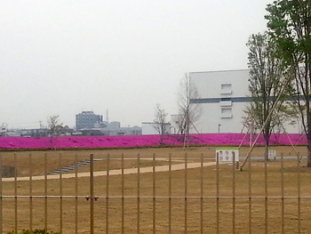大鵬新工場芝桜