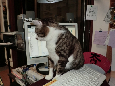 パソコンのそばに来たよ