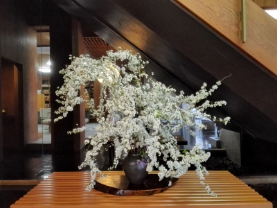 雪柳・店舗の花・徳島・呉服店