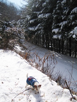 雪