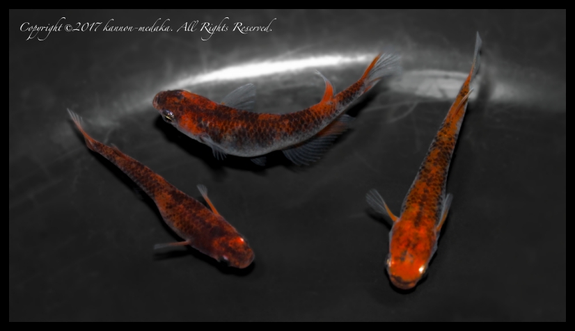 あけぼの　黒墨濃い系統　極上種親　1 あけぼの 黒墨濃い系統 極上種親 6