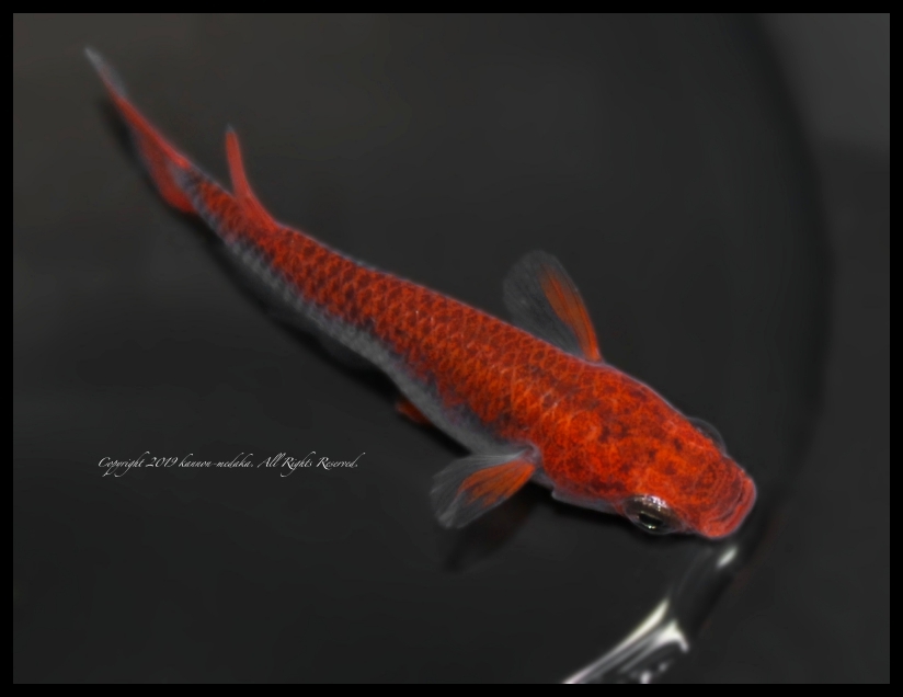 ◎照る照るめだか◎　厳選親使用　お待たせしました!!!　☆最高峰五式☆　丹頂五式　有精卵15+a個 大阪府 泉南市のメダカ その他の中古が安い！激安で譲ります・無料で