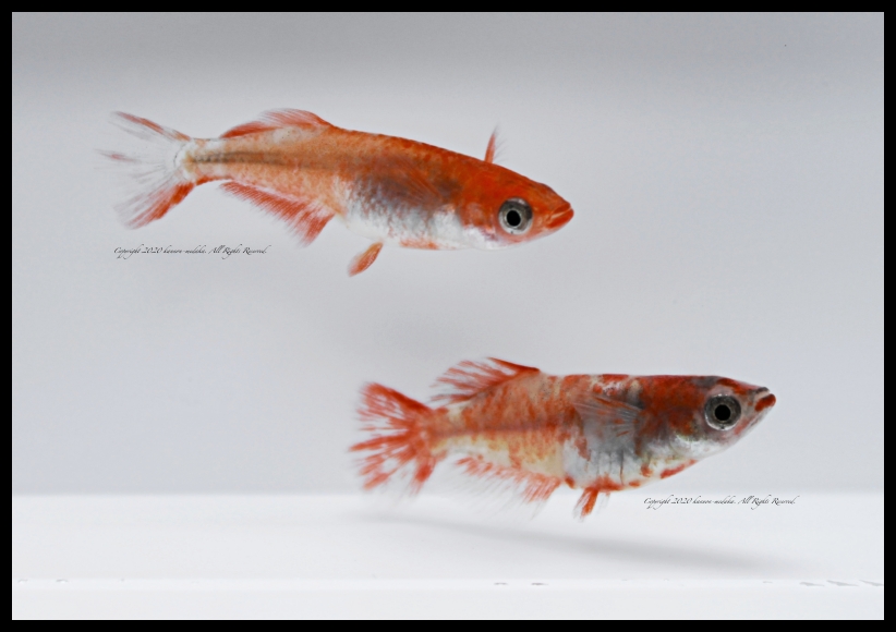 【太陽メダカからの出品】ブログ有☆ヤフオク初★超新作★紅龍光黒鱗メダカ★【稚魚】10匹＋α10匹(死着補償分) 2022年08月の記事 | 観 音 め だ か