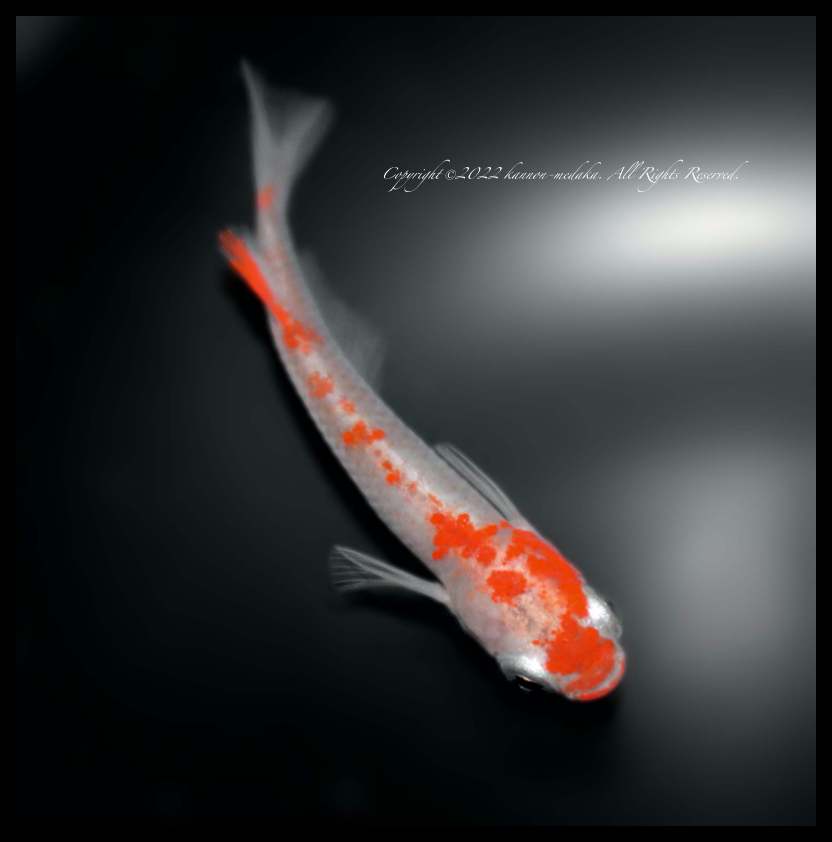 【太陽メダカからの出品】ブログ有☆ヤフオク初★超新作★紅龍光黒鱗メダカ★【稚魚】10匹＋α10匹(死着補償分) 2022年08月の記事 | 観 音 め だ か