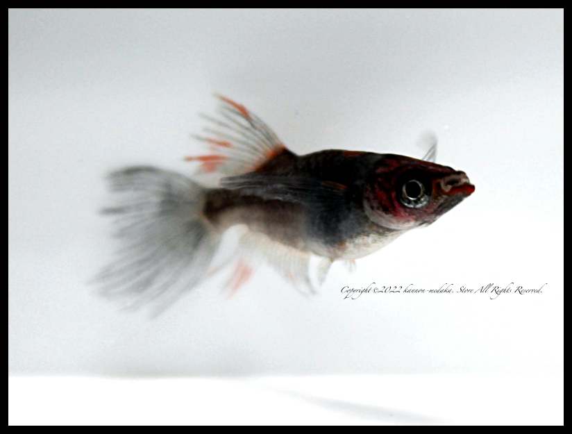 【太陽メダカからの出品】ブログ有☆ヤフオク初★超新作★紅龍光黒鱗メダカ★【稚魚】10匹＋α10匹(死着補償分) 2022年08月の記事 | 観 音 め だ か