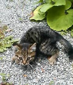 cat