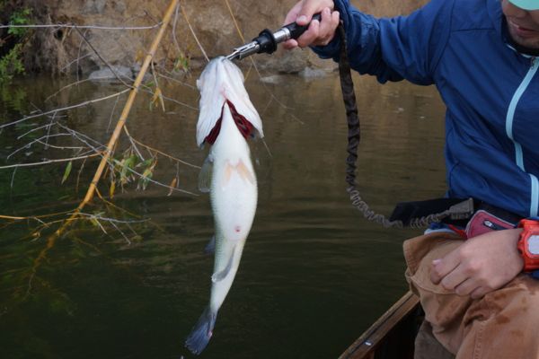 ボガグリップ&リーシュコードの活用法 | pesca depot blog｜ペスカデポ 