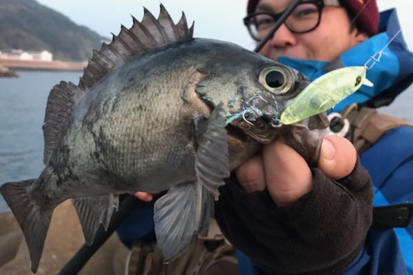 念願の尺メバル Pesca Depot Blog ペスカデポ ブログ