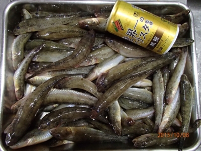 浜名湖のハゼ