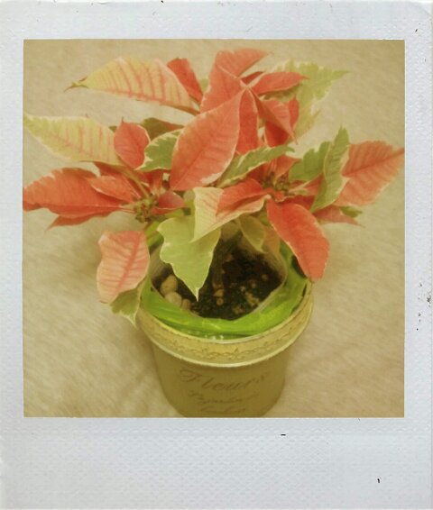 FxCam_1292862509432.jpg