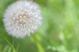 神戸市西区の個人塾 自立学習館 &神戸の内観カウンセラー 鳩島和久
