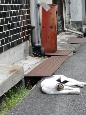 尾道商店街,ネコ