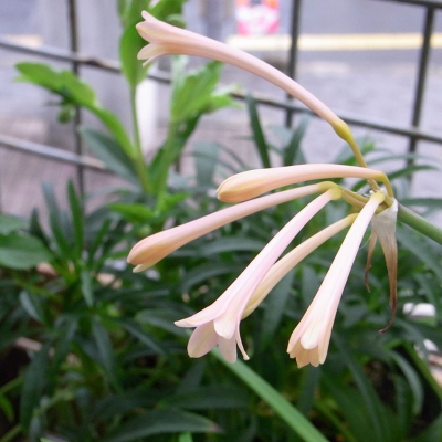 キルタンサス
