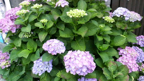 2008060309540000.jpg