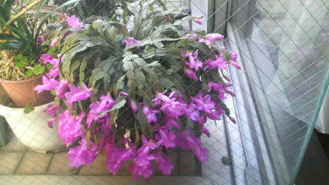 2009011423070000.jpg