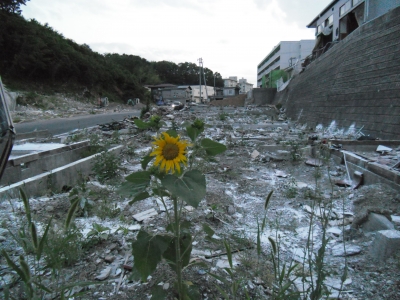 被災地ひまわり1