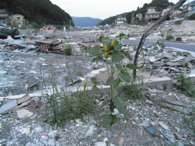 被災地ひまわり2